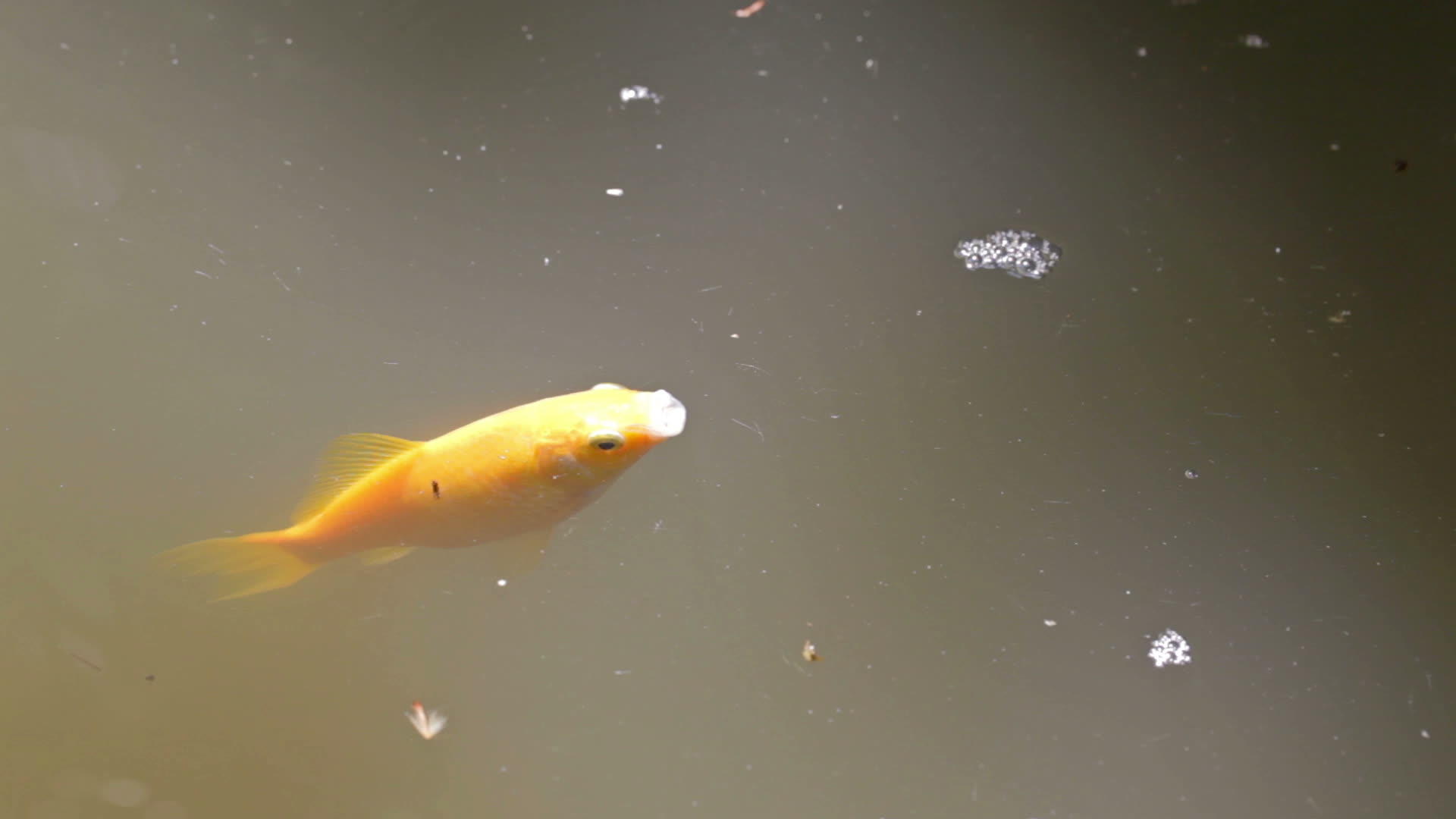 金金鱼视频的预览图