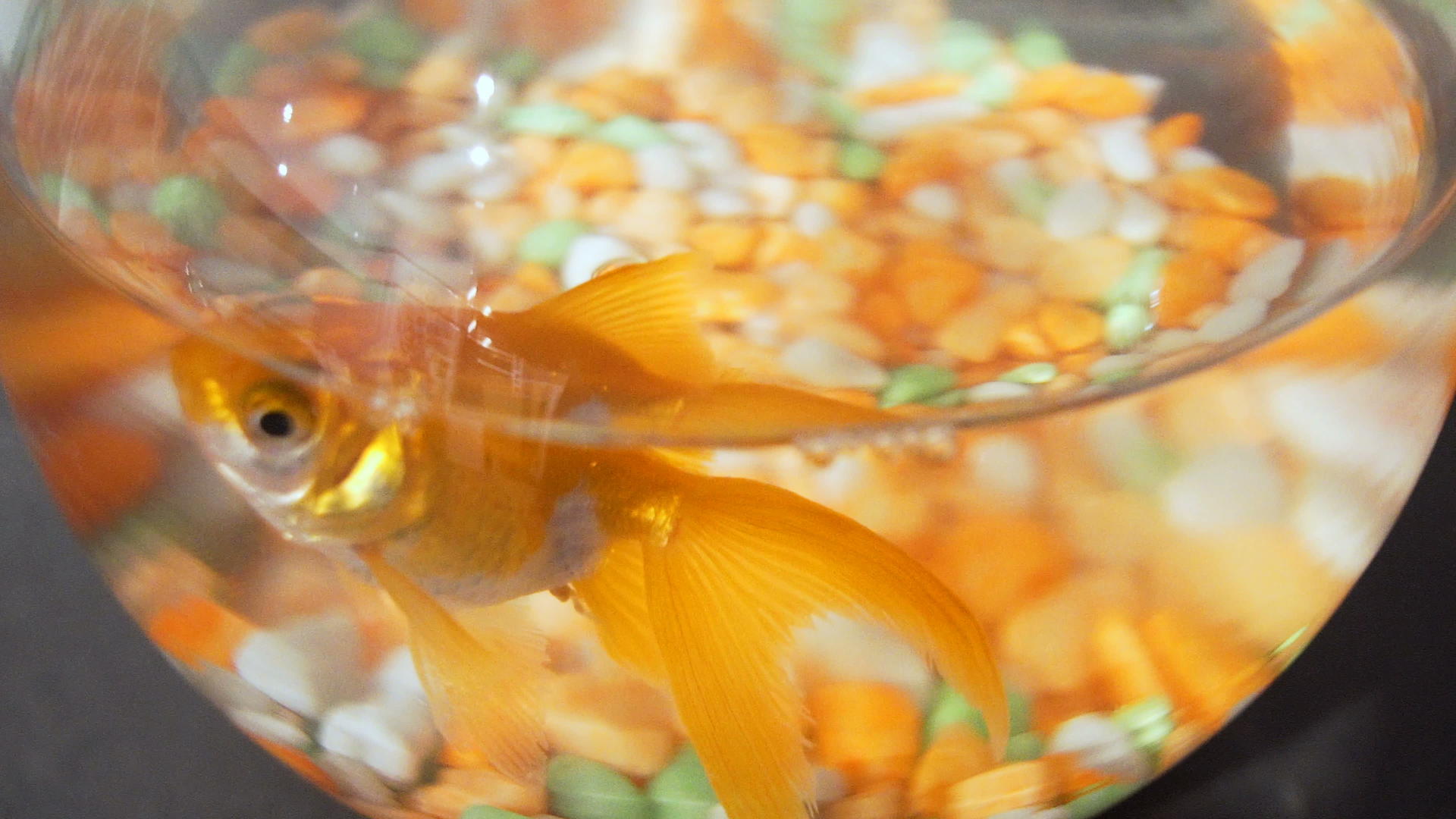 金鱼在一个美丽的圆金鱼碗里有彩色的宝石和植物视频的预览图