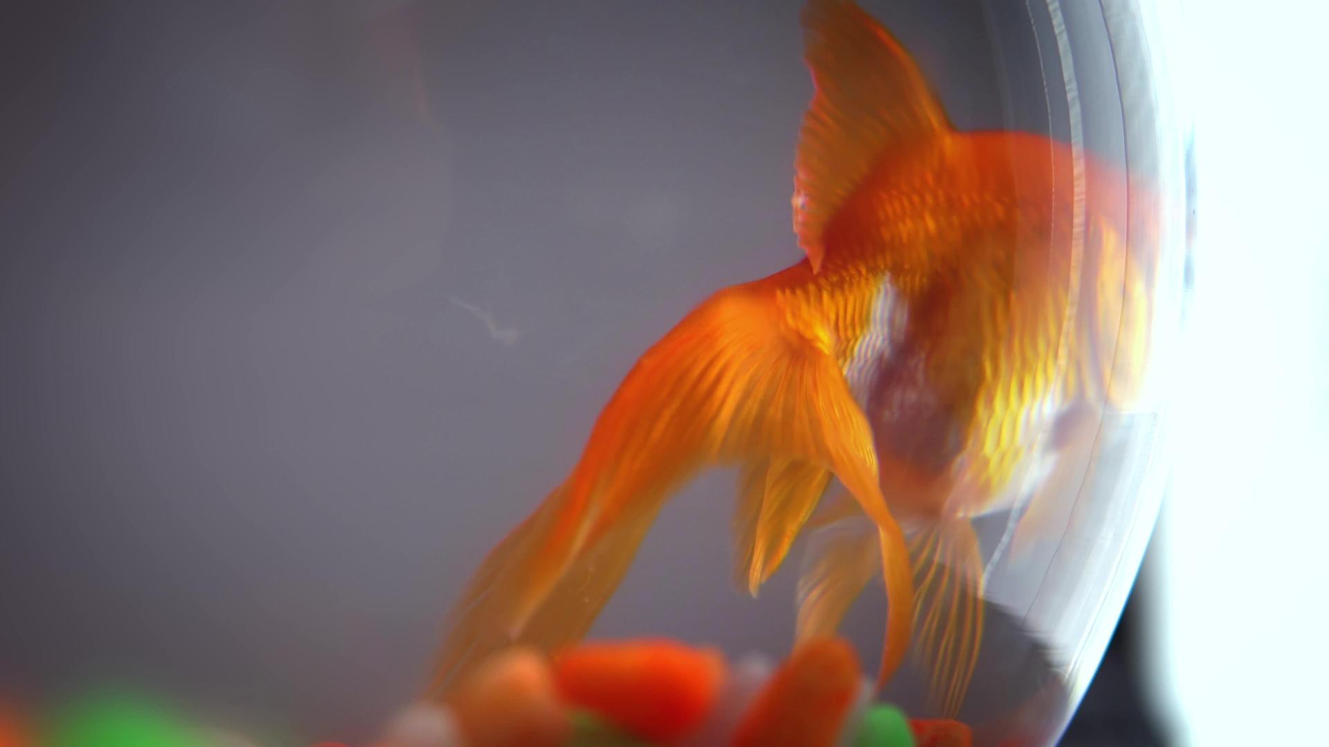 蓝水中含金鱼的鱼碗视频的预览图