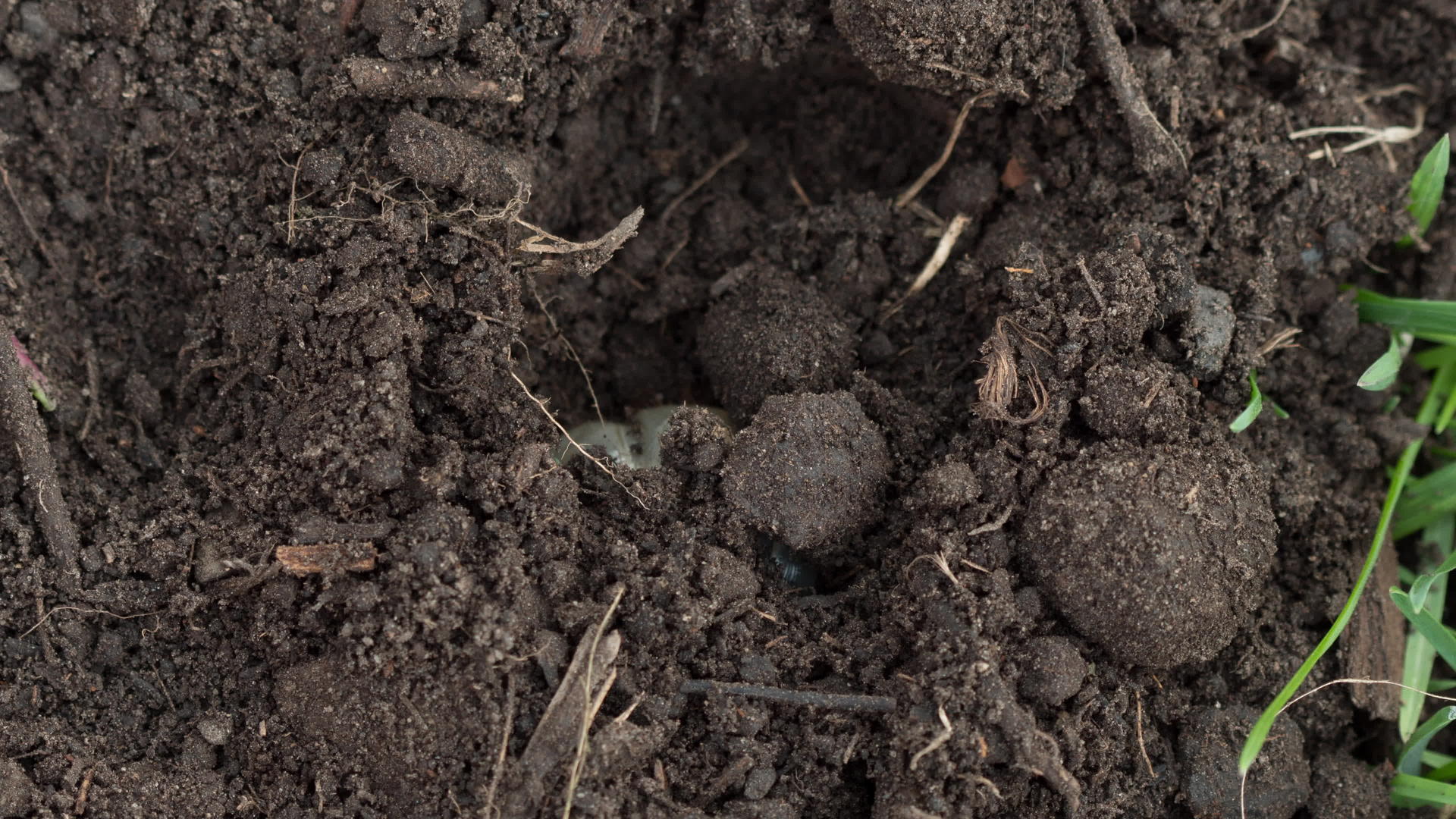 昆虫和幼虫可能在土壤中折叠视频的预览图