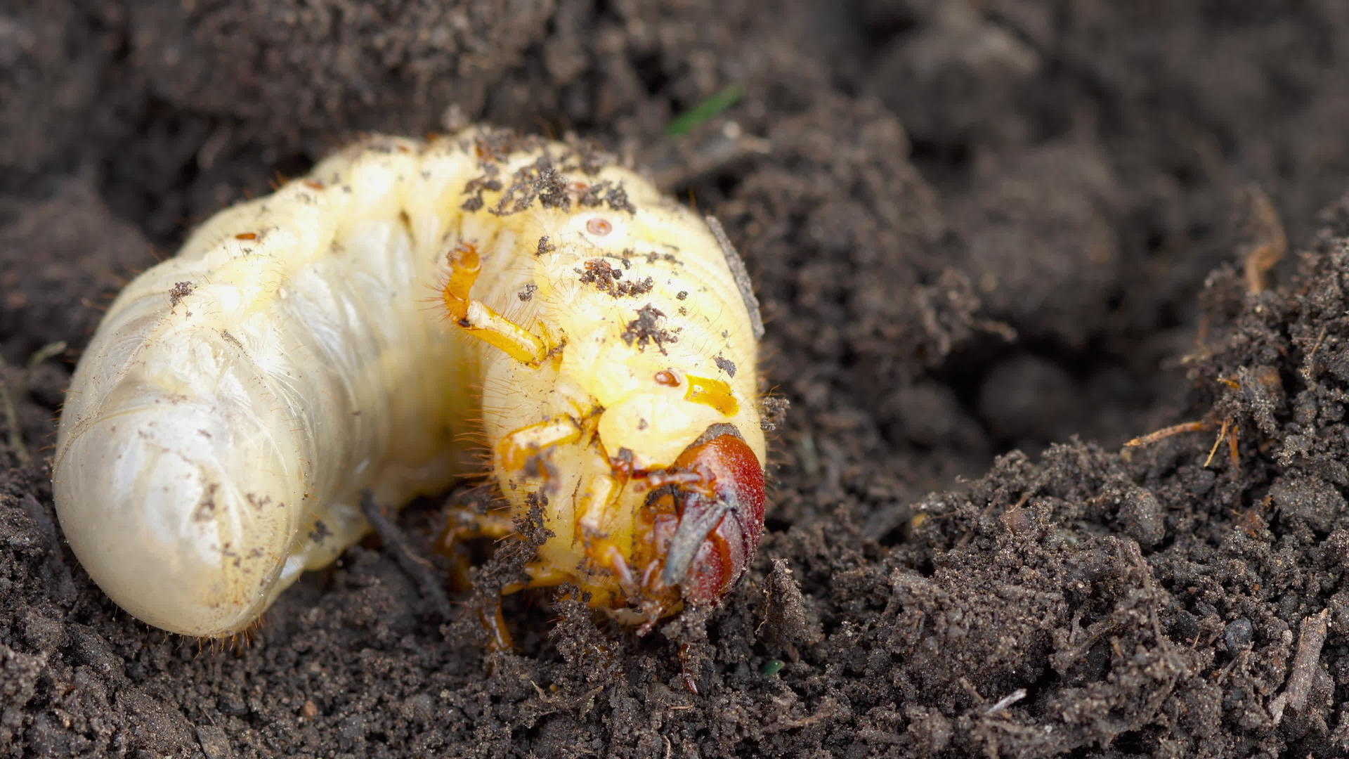 昆虫幼虫可能存在于土壤中视频的预览图