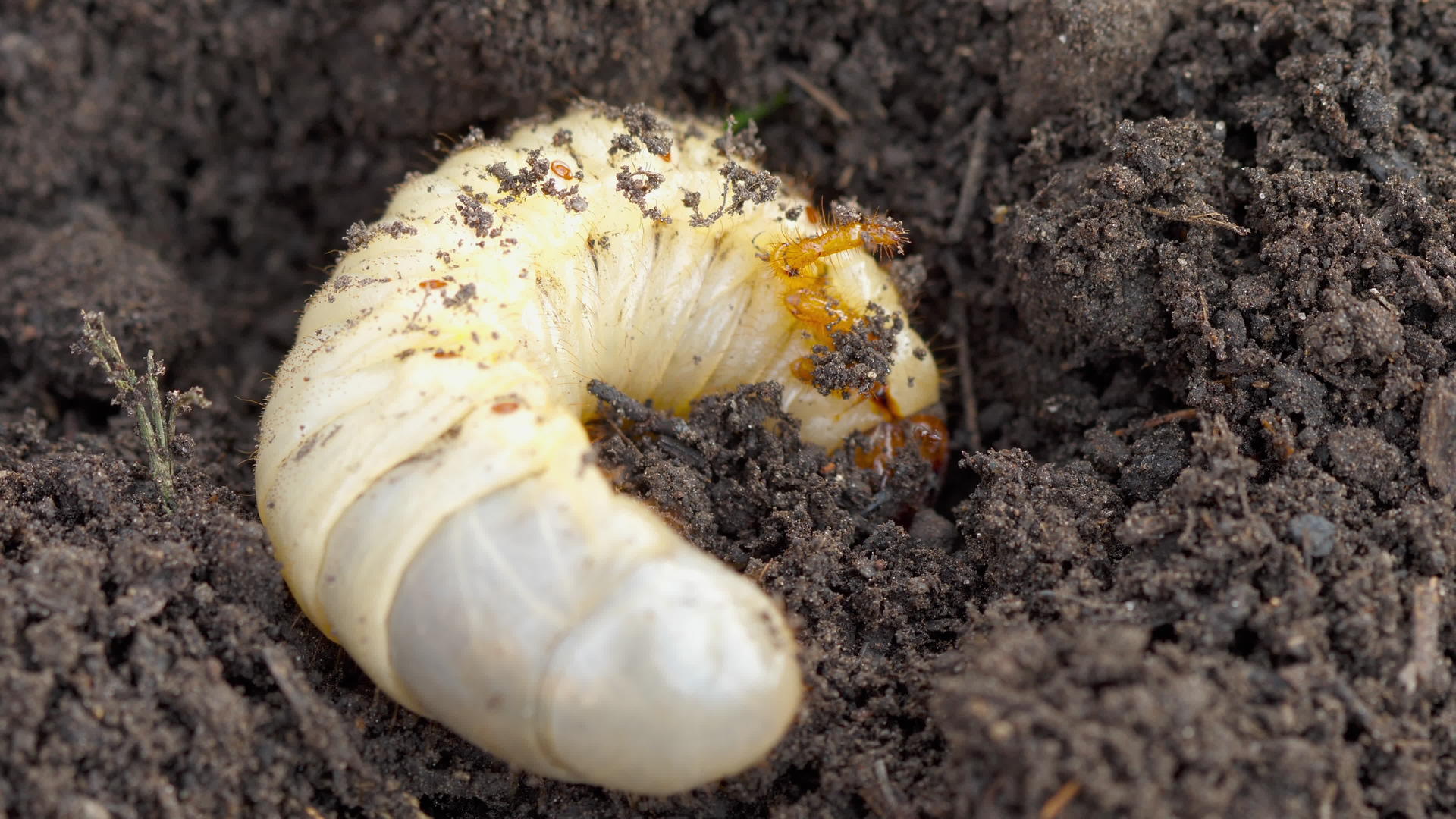 昆虫幼虫可能存在于土壤中视频的预览图
