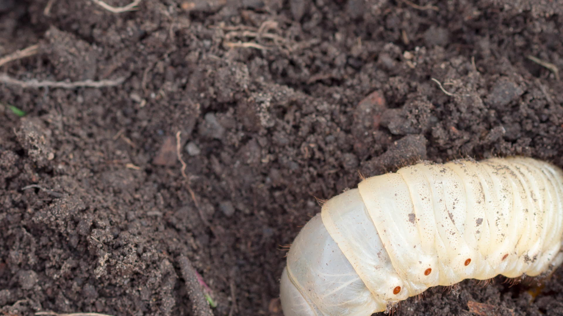 昆虫和幼虫可能在土壤中折叠视频的预览图