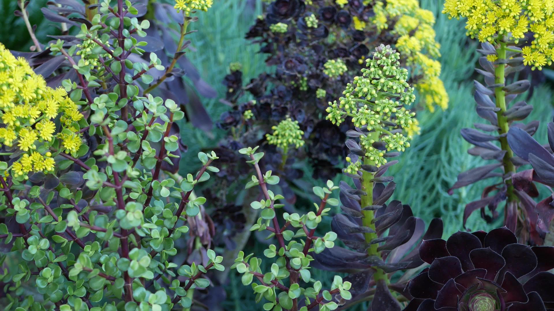 黄花加利福尼亚美国爱尔兰玫瑰深肉质花序视频的预览图