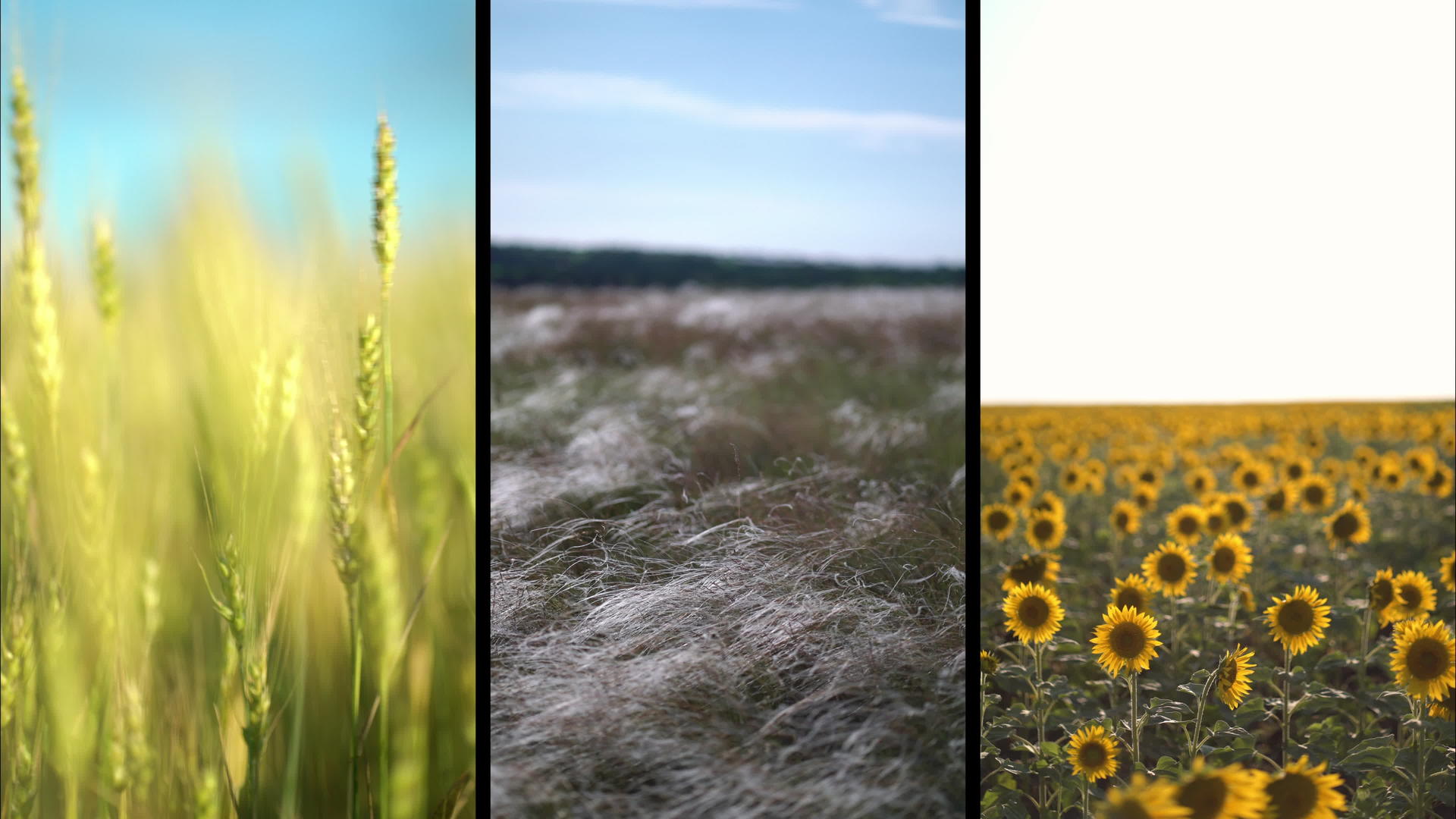 绿色的小麦尾巴在风中吹黄向日葵羽毛草在风中发展视频的预览图