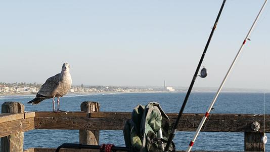 在码头上钓鱼钩或渔具usa海洋海鸥鱼棒或旋转视频的预览图