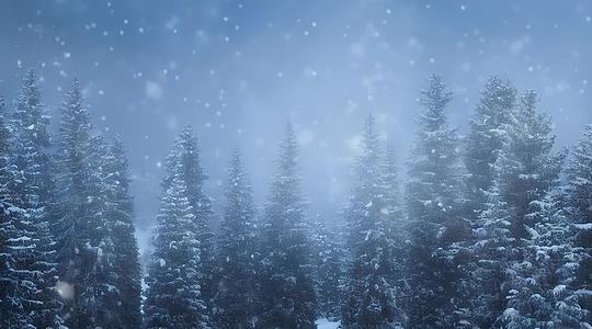 下雪的树林视频的预览图