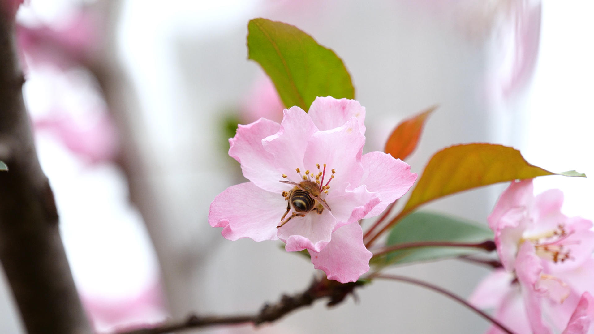 4K蜜蜂采蜜春天花朵中勤劳的小蜜蜂视频的预览图
