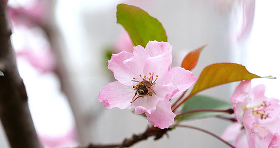 4K蜜蜂采蜜春天花朵中勤劳的小蜜蜂视频的预览图