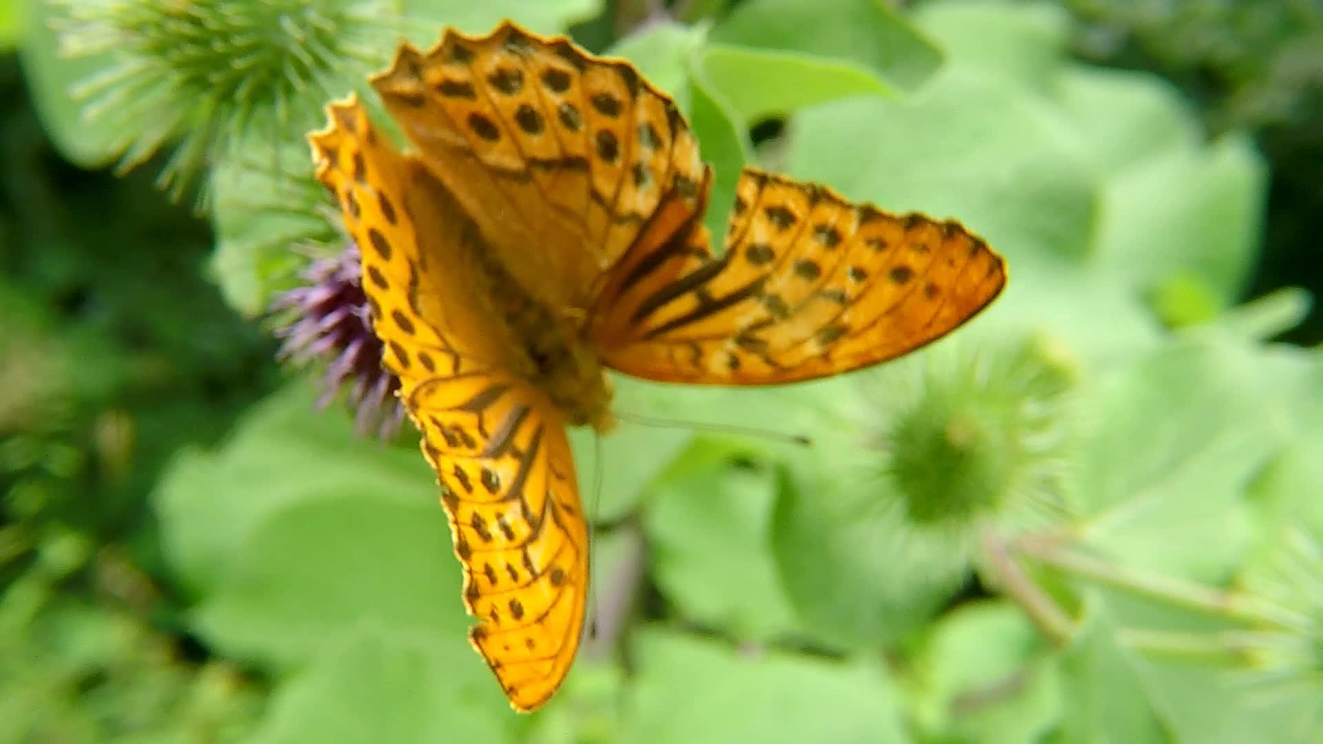 蝴蝶花上用银洗过的薄饼视频的预览图