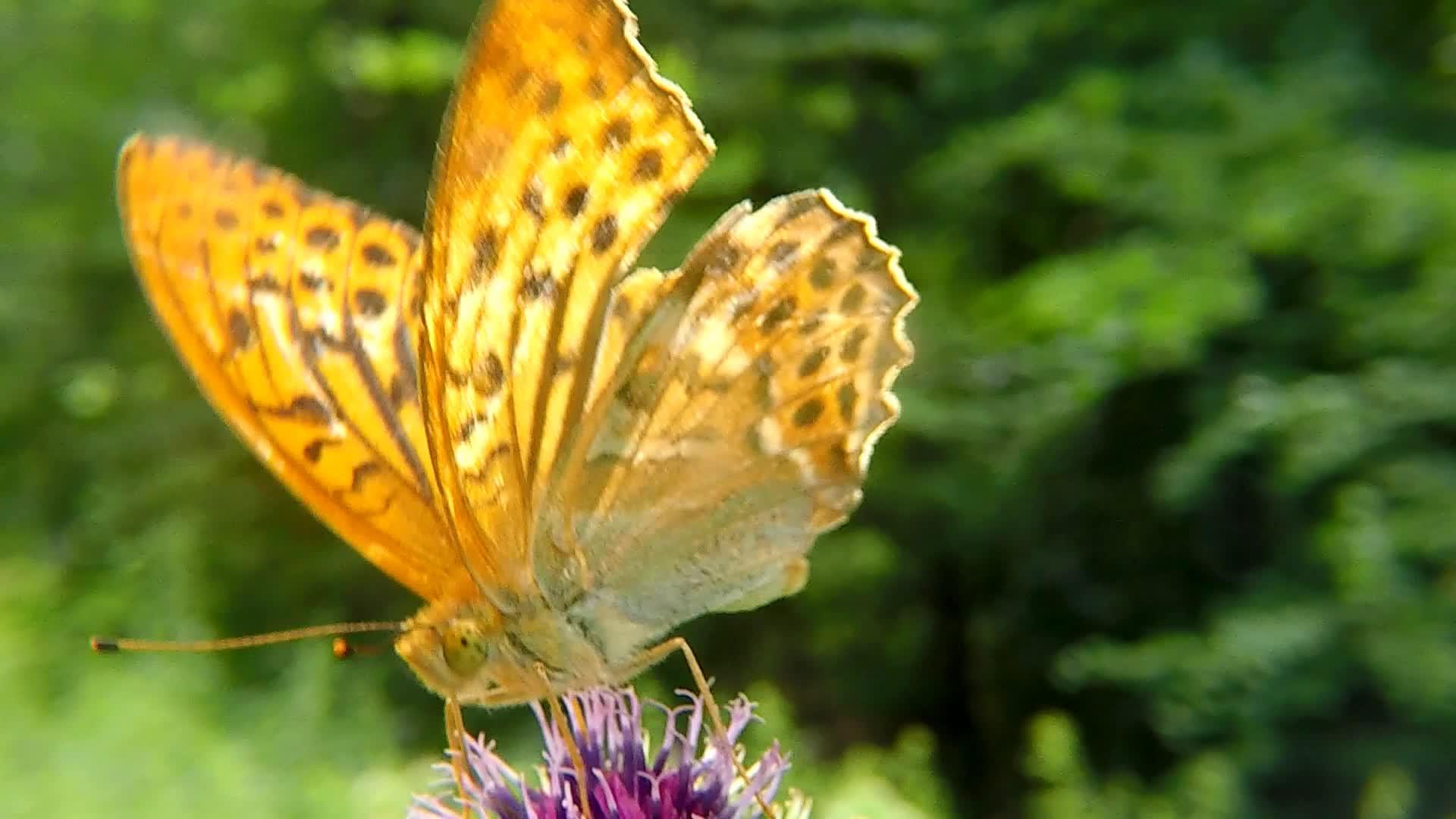 蝴蝶花上用银洗过的薄饼视频的预览图