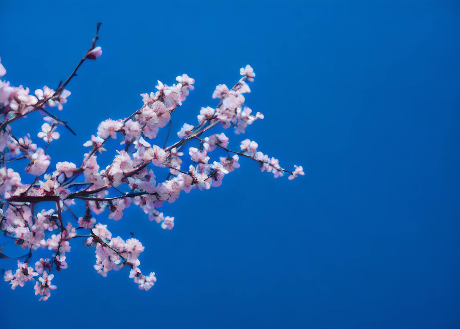 春季梅花视频的预览图