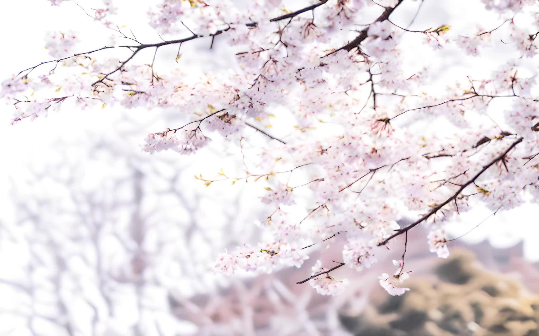 樱花在武汉大学视频的预览图