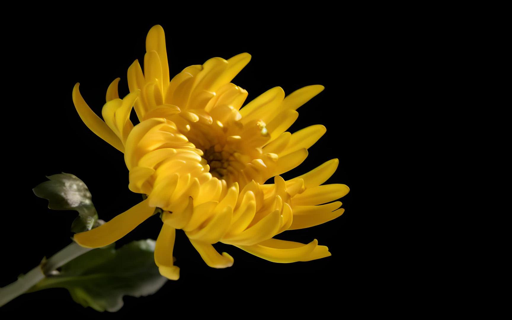 黄色菊花视频的预览图