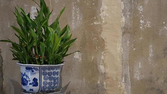墙壁附近的盆栽植物又脏又臭有装饰性的绿色陶瓷植物视频的预览图