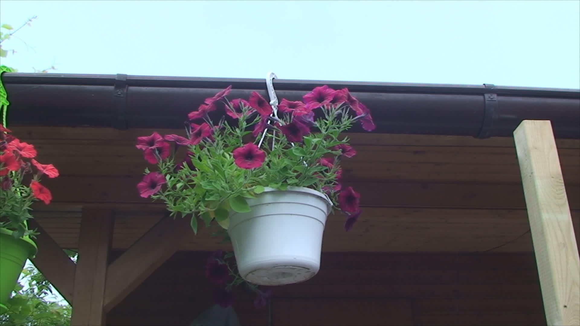 花盆挂在屋顶上视频的预览图