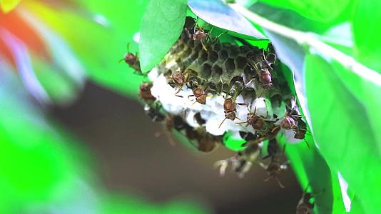 黄蜂在花园的树枝上筑巢在草原上筑巢视频的预览图