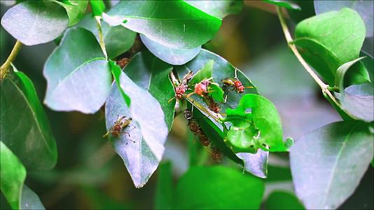 夏天黄蜂在花园的树枝上筑巢视频的预览图