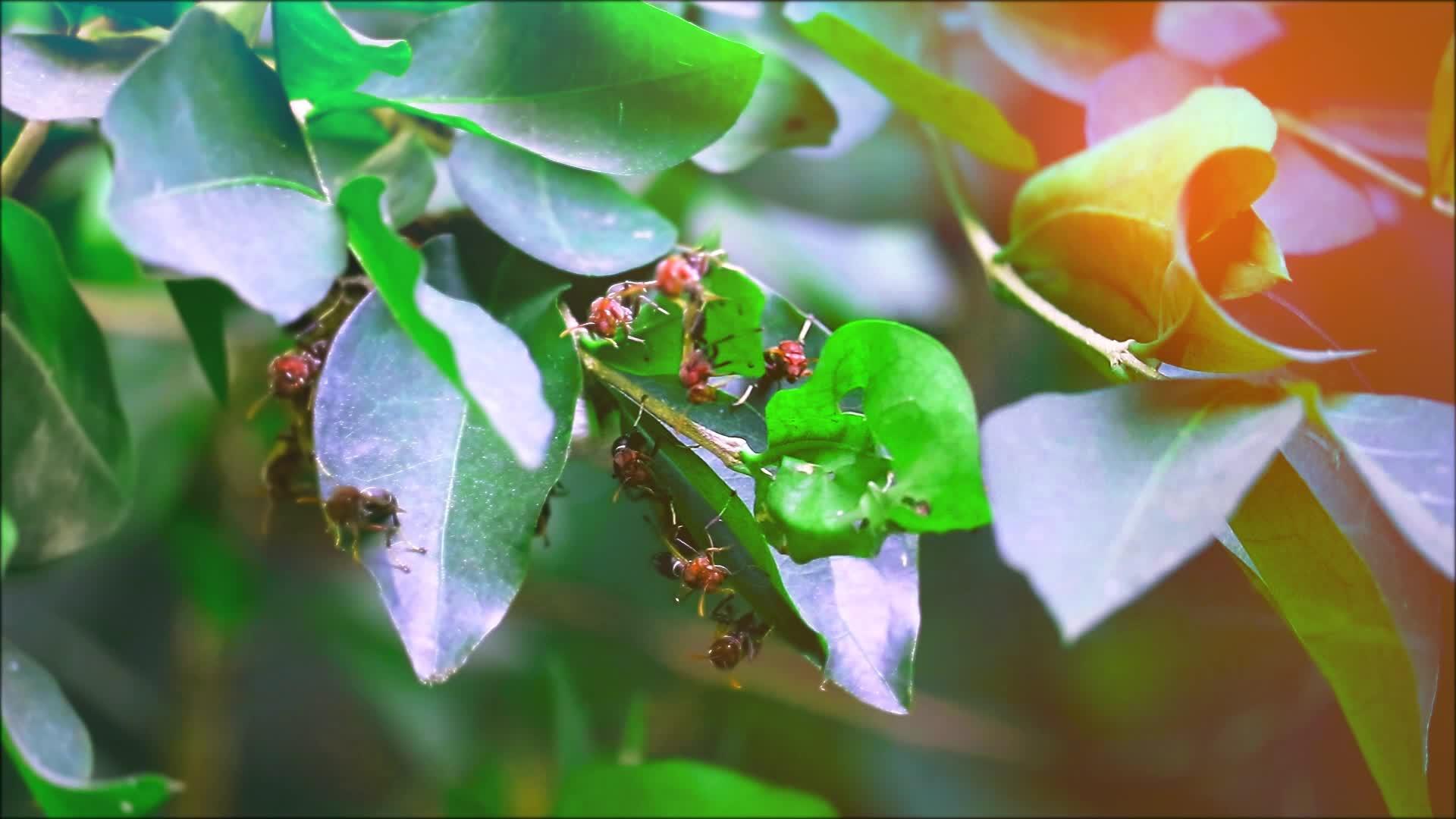 黄蜂在下午的阳光下在花园的树枝上筑巢视频的预览图