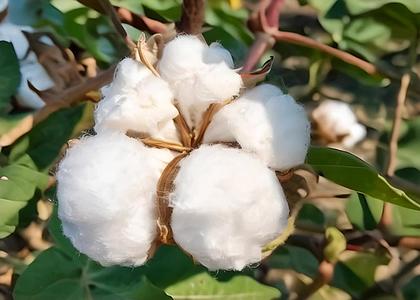 棉花植物视频的预览图