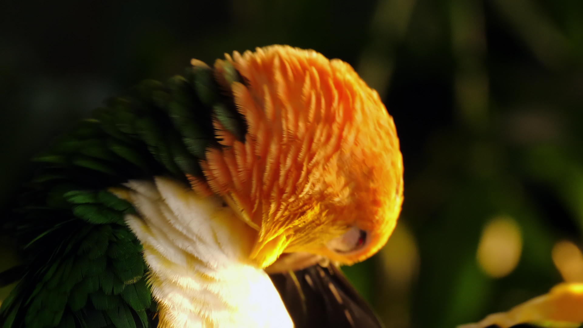 太阳同质鹦鹉Arindasolstitialis视频的预览图