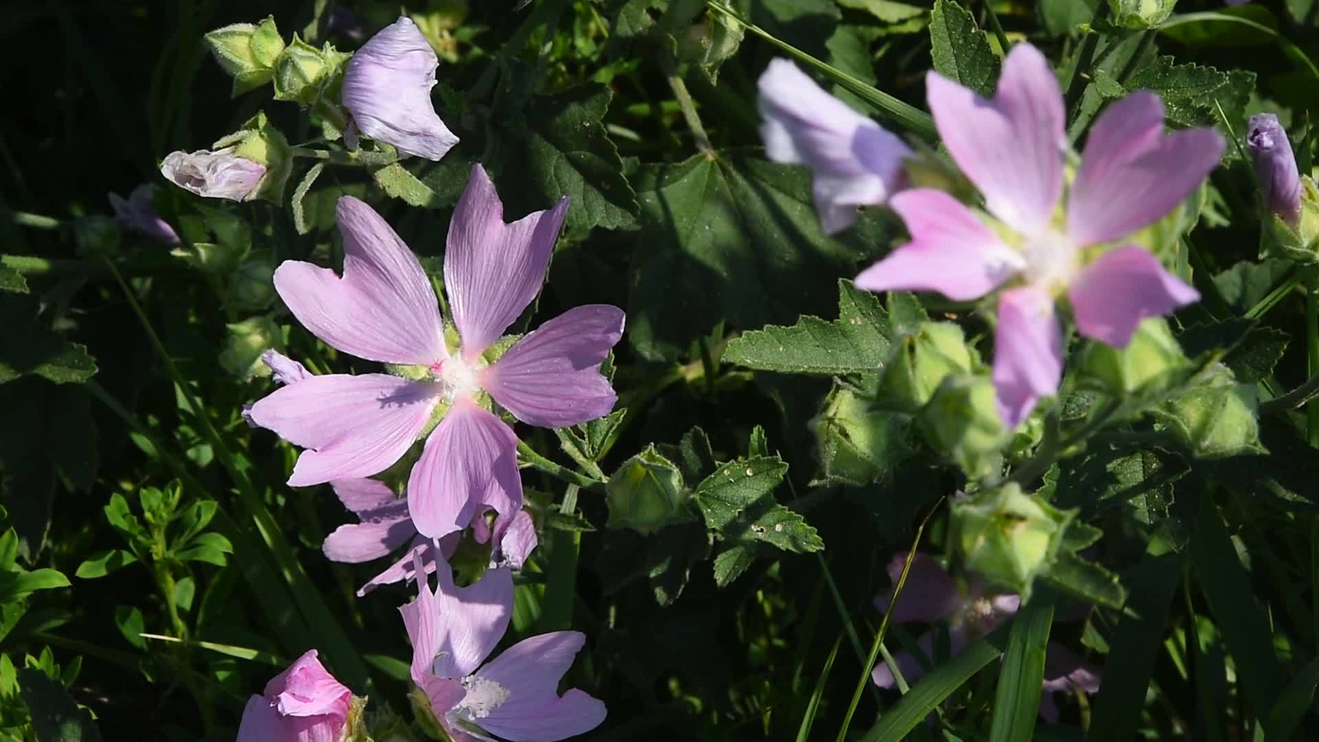 紫色的草花在绿草中视频的预览图