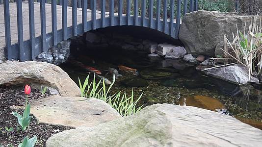科伊鱼在桥下的池塘里游泳视频的预览图