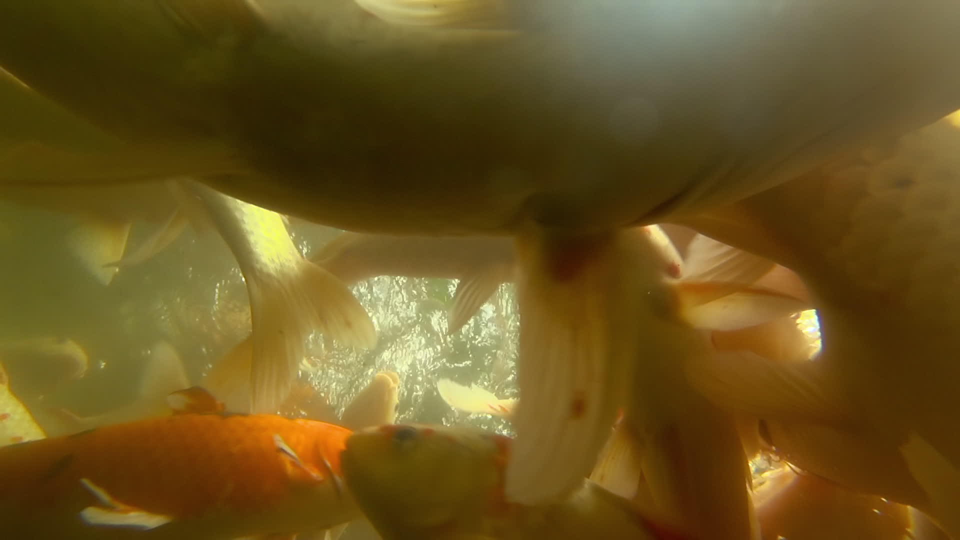 池塘里的水下鱼吃鱼视频的预览图