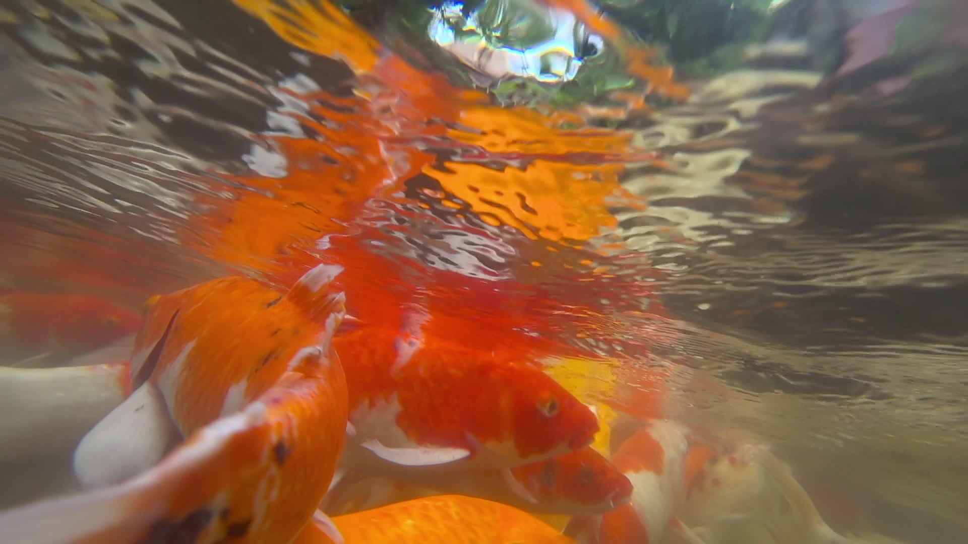 池塘里的水下鱼吃鱼视频的预览图