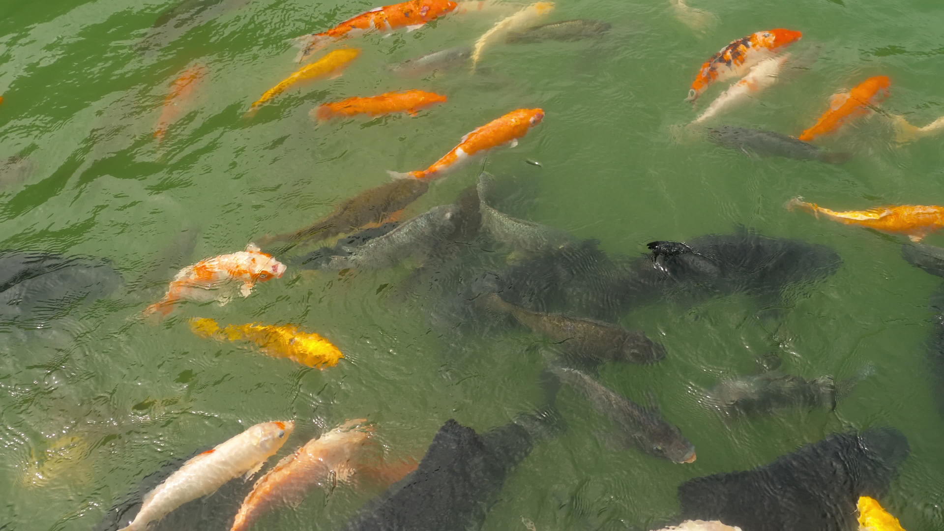 在池塘里吃鱼和银视频的预览图