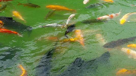 在池塘里吃鱼和银视频的预览图