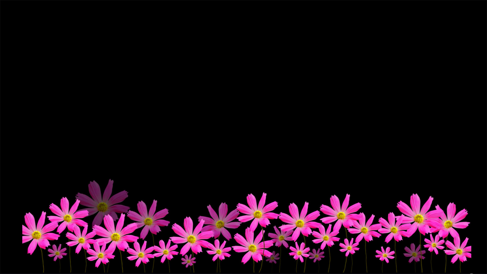 粉色花动画元素带通道视频的预览图