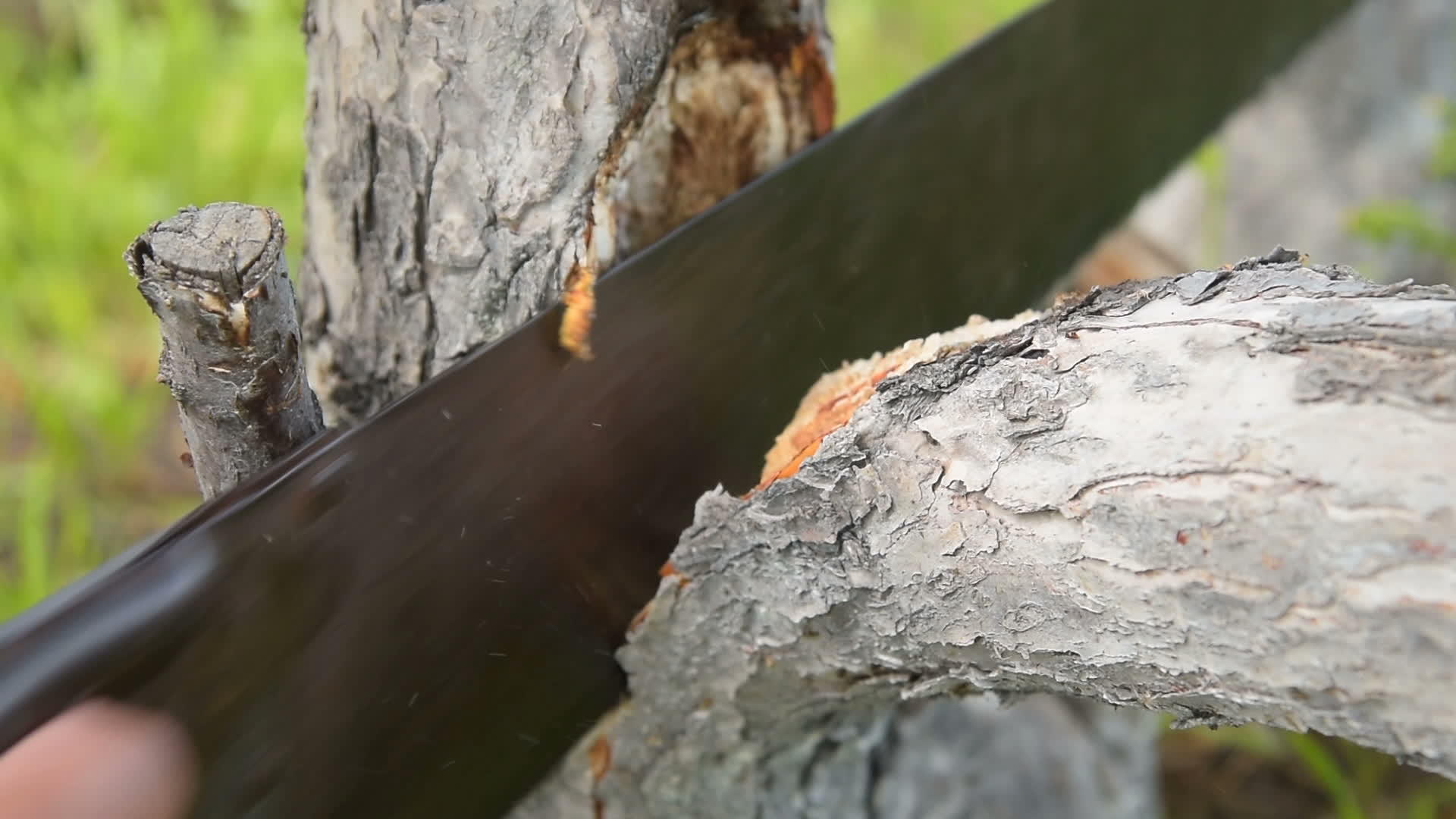 园丁用锯子砍树枝视频的预览图