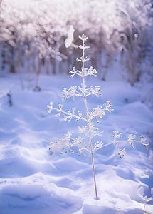 冬季美丽的雪景一棵小树视频的预览图