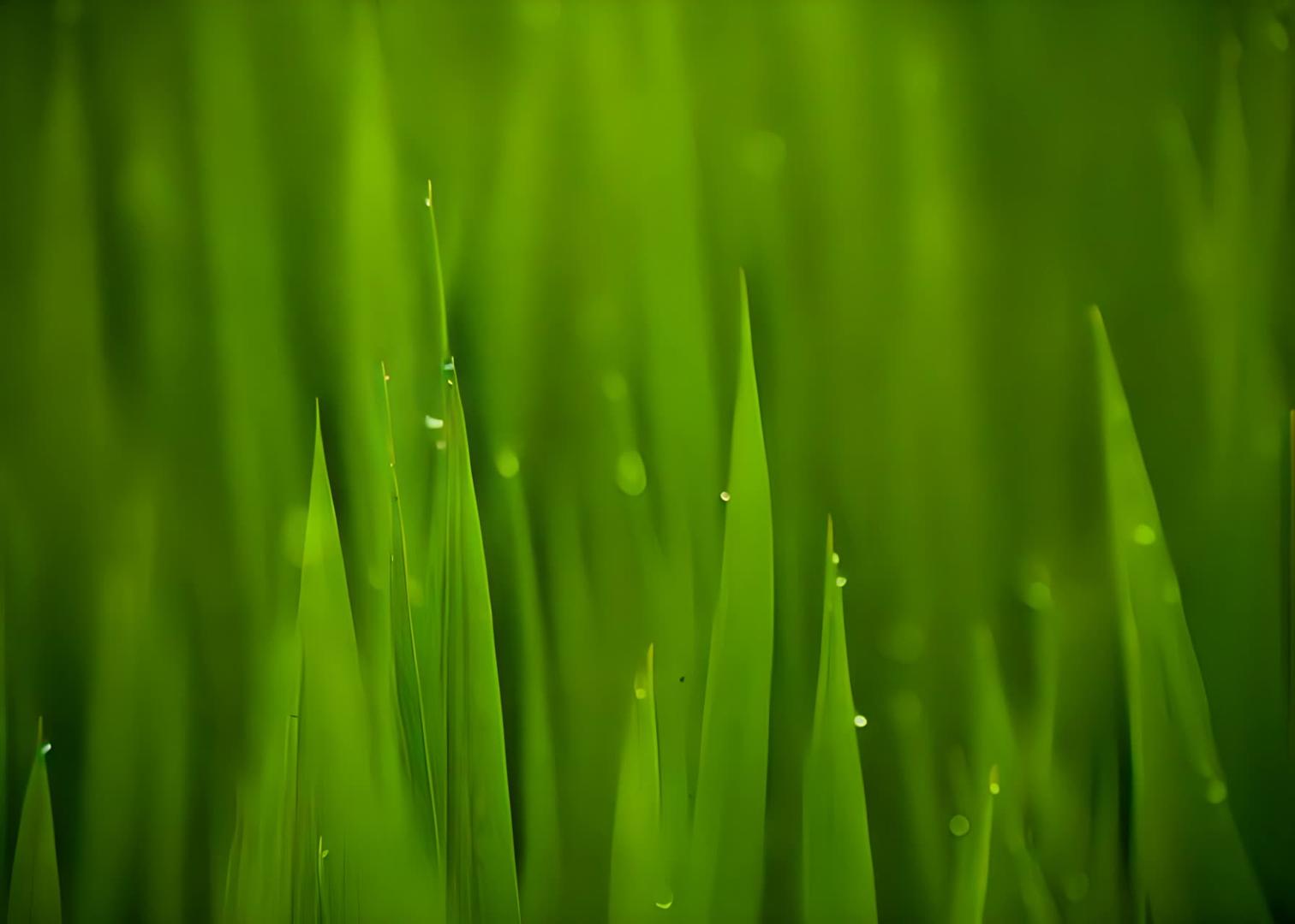 农田水稻露水视频的预览图