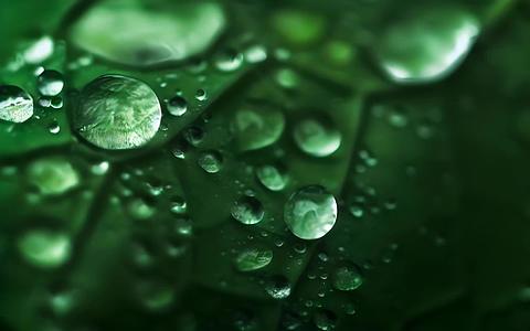 水滴绿叶视频的预览图