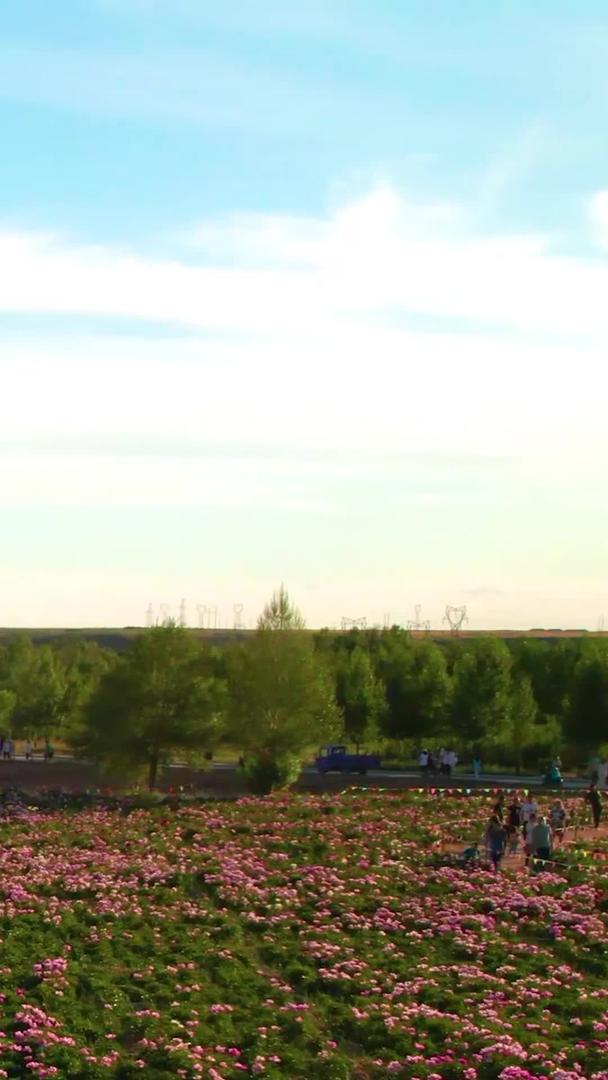 夕阳下公园里的芍药花海5k逆光航拍视频的预览图