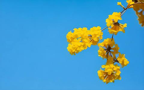 春暖花开的金色风铃花视频的预览图