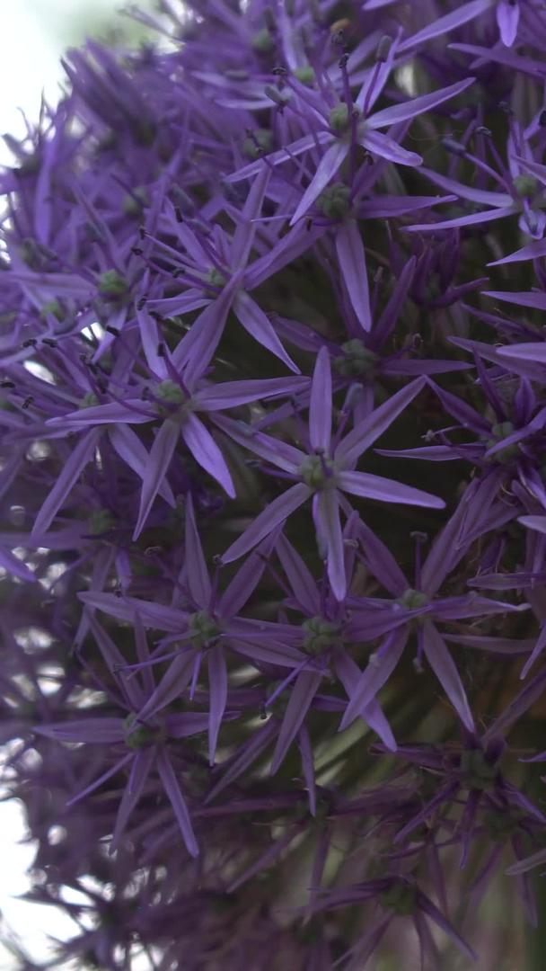 花园里有一只小蜜蜂的紫色花球视频的预览图