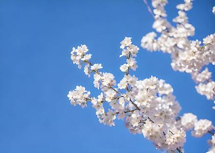 樱花在春天盛开视频的预览图