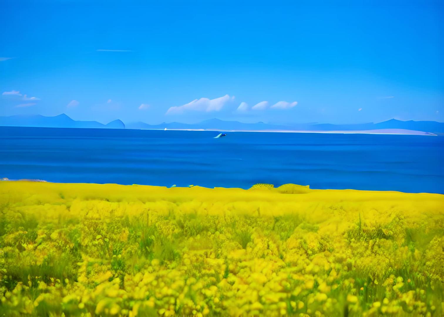 青海湖边的油菜花风景视频的预览图