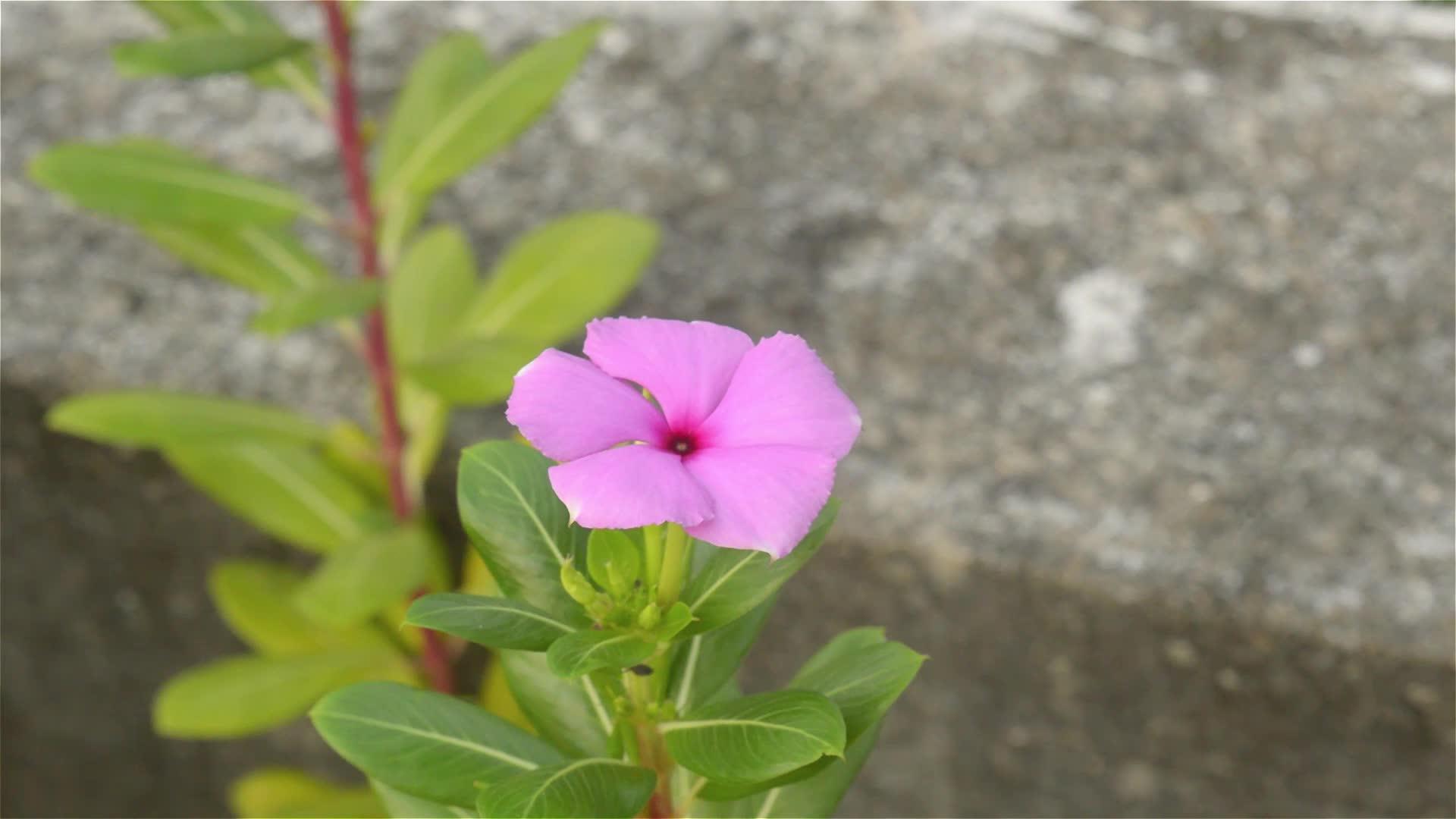 明天早早晨的阳光下一棵美丽的粉色花卉植物加扎拉特胡斯视频的预览图