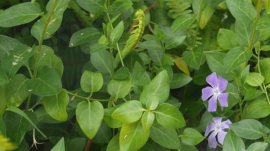 长春花精致的丁香开花天然植物特写背景长春野花淡紫色视频的预览图