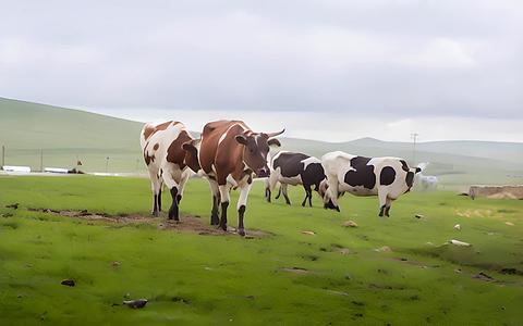 草原上的牛视频的预览图