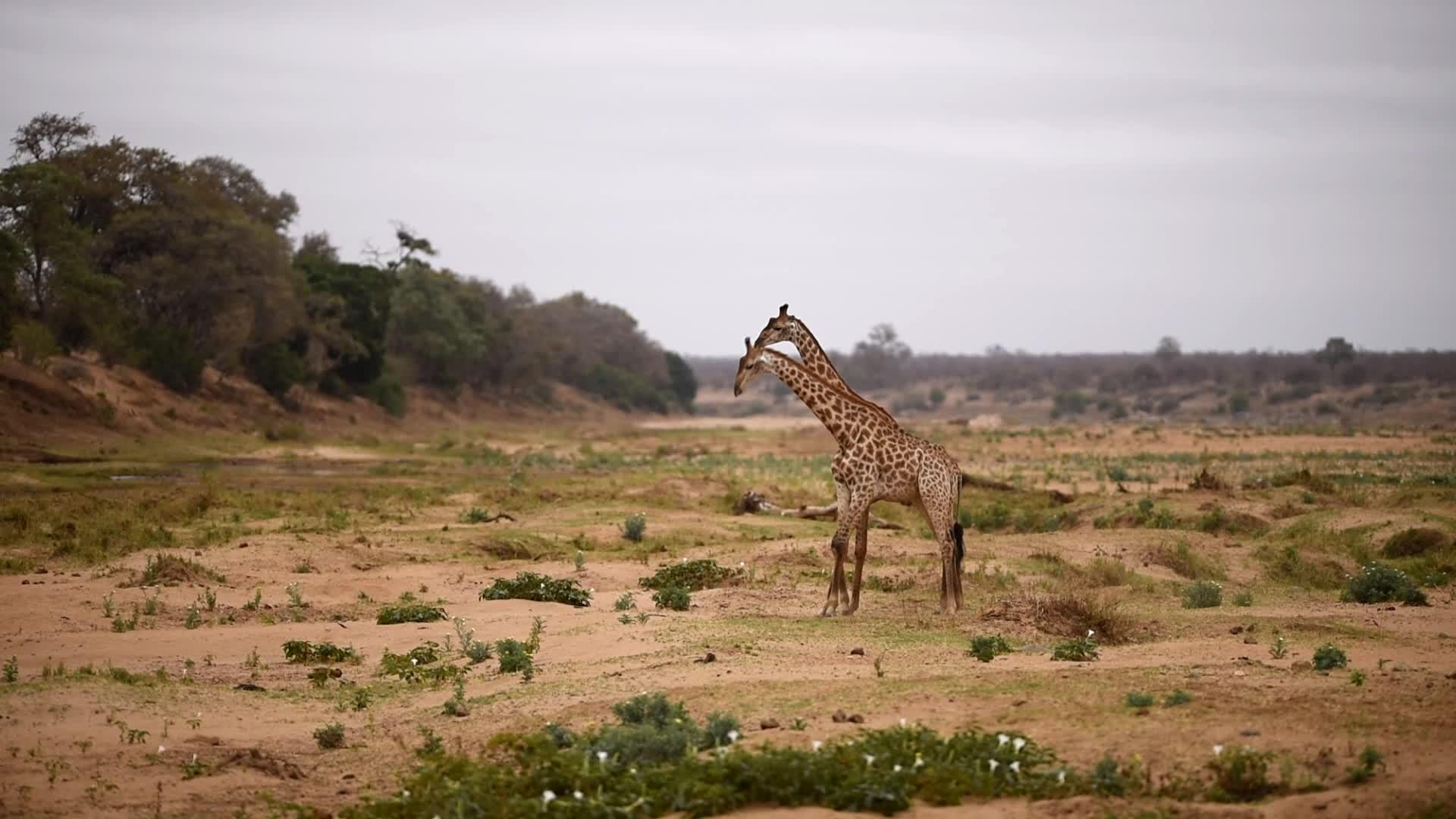 野外有两只长颈鹿视频的预览图