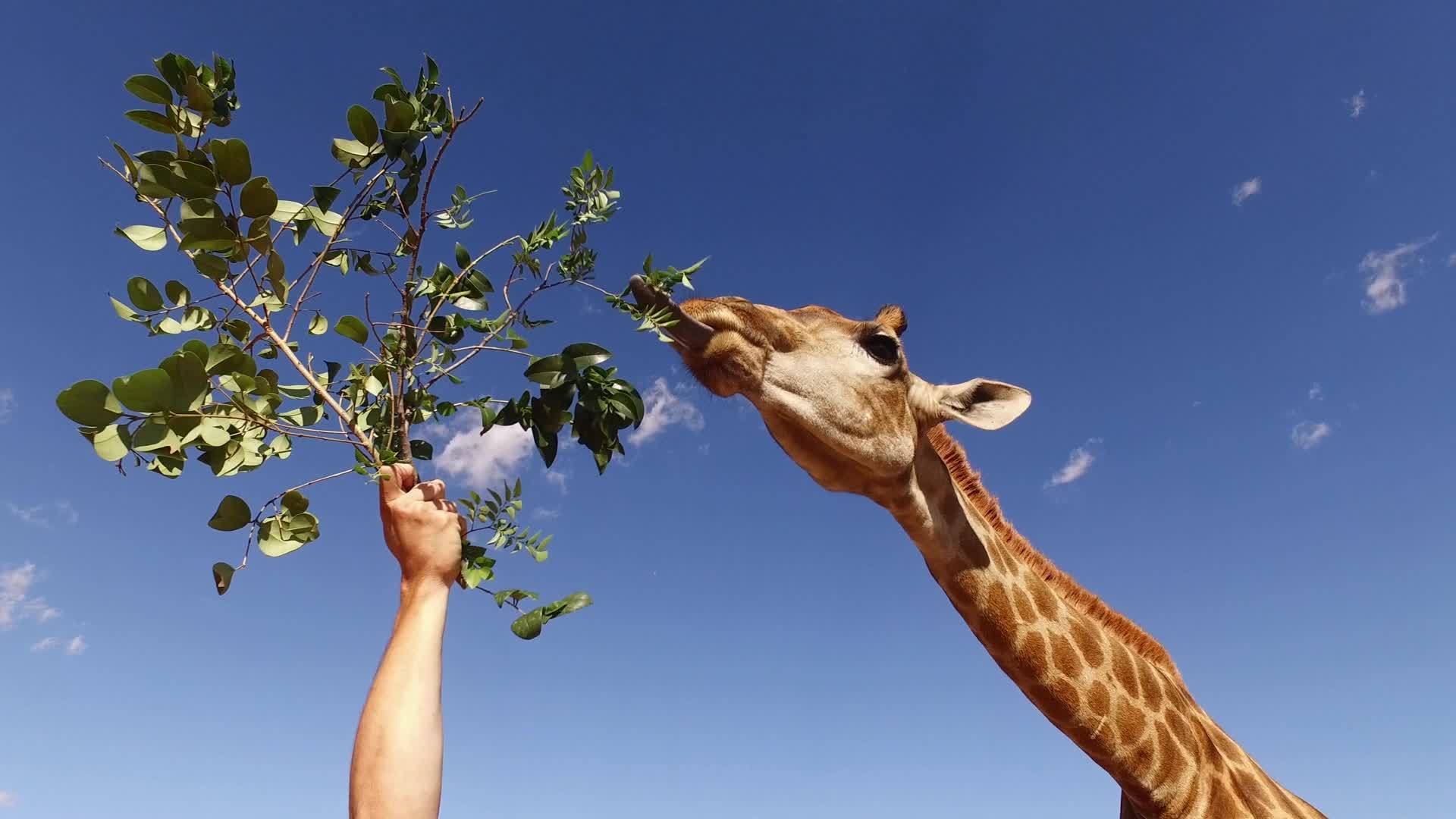把叶子喂给被俘的长颈鹿视频的预览图