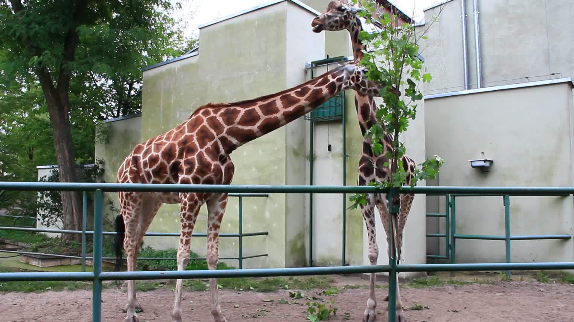 两只长颈鹿在洛兹动物园吃红树叶视频的预览图