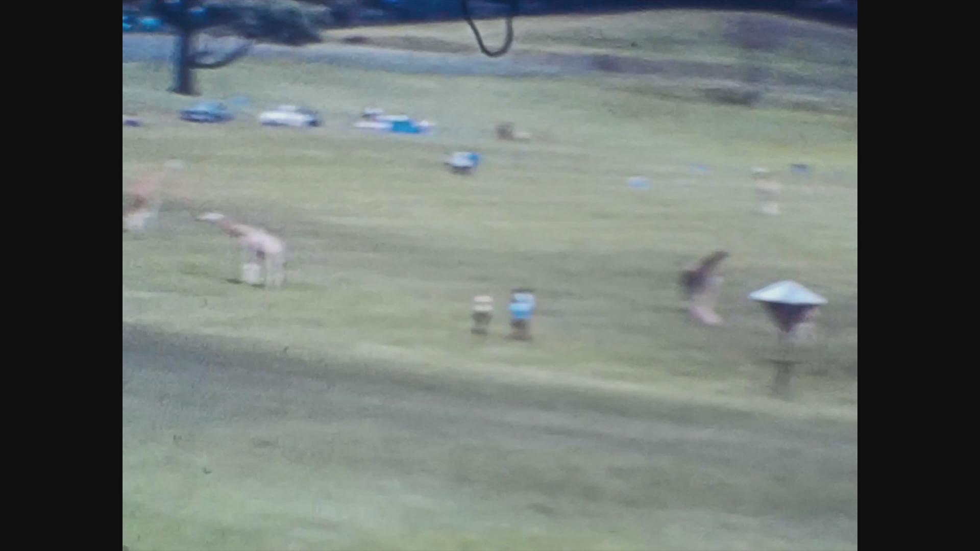 1966年长颈鹿鹿动物园的长颈鹿视频的预览图
