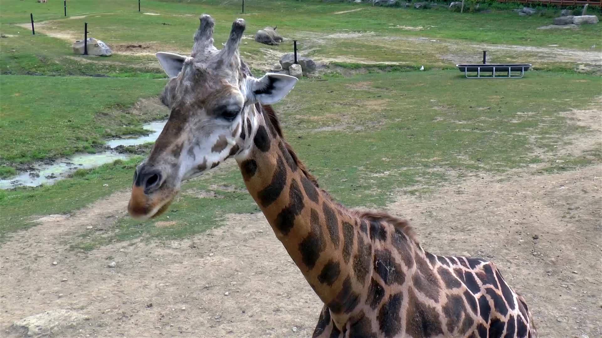 一只长颈鹿视频的预览图