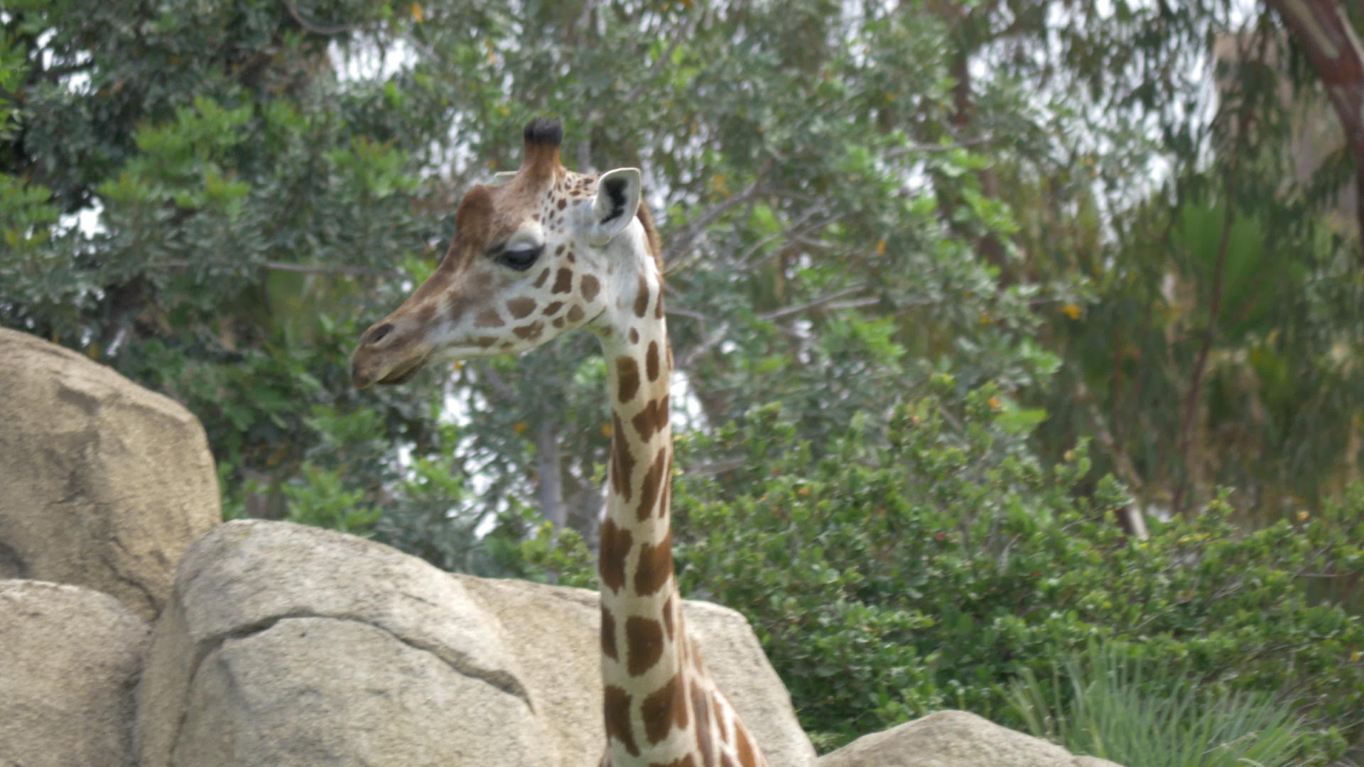 动物园里的长颈鹿视频的预览图